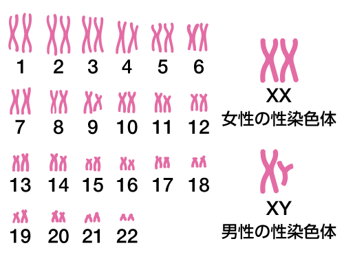 染色体の図